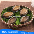 Wholesales lipal abalone en coquille
